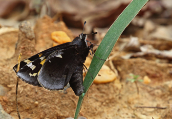 Yucca Giant-Skipper ovipositing